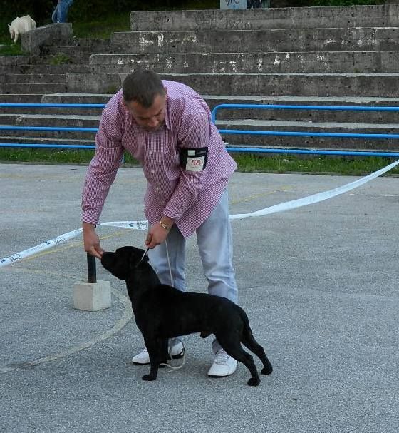 De L' Entre Des Ghost Riders - National dog show Uzice ----21.06.2014(serbie)