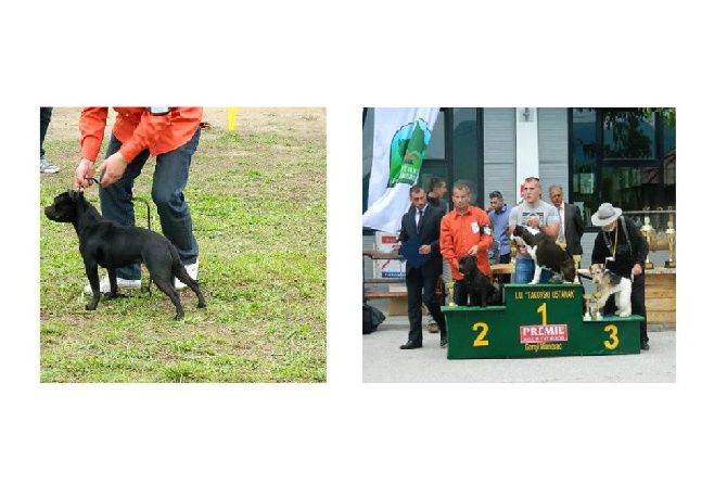 De L' Entre Des Ghost Riders - National dog show G.Milanovac (serbie)